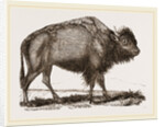American Bison by Anonymous