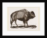 American Bison by Anonymous