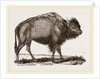 American Bison by Anonymous
