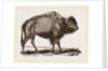 American Bison by Anonymous