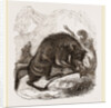 Aurcchs by Anonymous