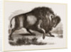 Amercan Bison by Anonymous