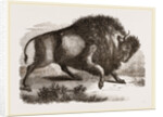 Amercan Bison by Anonymous