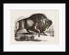 Amercan Bison by Anonymous