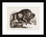 Amercan Bison by Anonymous