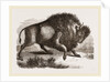 Amercan Bison by Anonymous