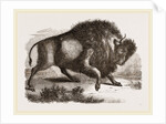 Amercan Bison by Anonymous