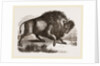 Amercan Bison by Anonymous