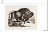Amercan Bison by Anonymous