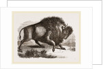 Amercan Bison by Anonymous