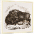 American Biscn by Anonymous