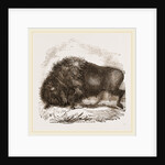 American Biscn by Anonymous