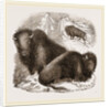 American Bisons by Anonymous