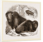 American Bisons by Anonymous