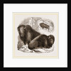 American Bisons by Anonymous