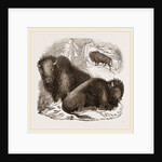 American Bisons by Anonymous