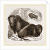 American Bisons by Anonymous