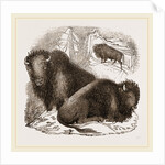 American Bisons by Anonymous