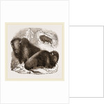American Bisons by Anonymous