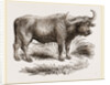 Cape Buffalo by Anonymous
