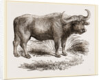 Cape Buffalo by Anonymous