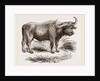 Cape Buffalo by Anonymous