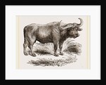 Cape Buffalo by Anonymous