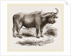 Cape Buffalo by Anonymous