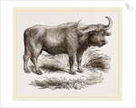 Cape Buffalo by Anonymous