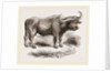 Cape Buffalo by Anonymous