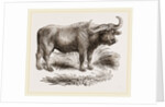 Cape Buffalo by Anonymous