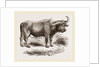 Cape Buffalo by Anonymous