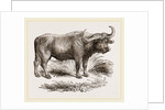 Cape Buffalo by Anonymous