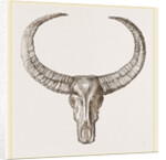 Horns of Arnee by Anonymous
