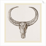 Horns of Arnee by Anonymous