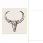 Horns of Arnee by Anonymous