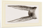 Horns of Anoa by Anonymous