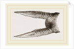 Horns of Anoa by Anonymous