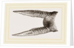 Horns of Anoa by Anonymous