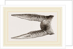 Horns of Anoa by Anonymous