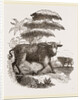 Cape Buffalo by Anonymous