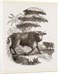 Cape Buffalo by Anonymous