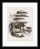 Cape Buffalo by Anonymous