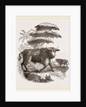 Cape Buffalo by Anonymous