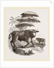 Cape Buffalo by Anonymous