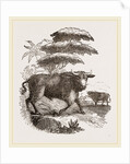 Cape Buffalo by Anonymous