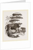 Cape Buffalo by Anonymous