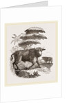 Cape Buffalo by Anonymous