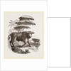 Cape Buffalo by Anonymous