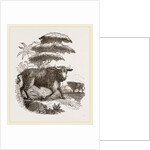 Cape Buffalo by Anonymous